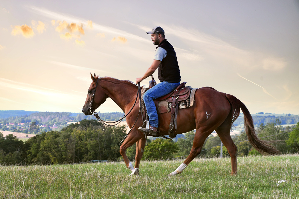 American Quarter Horse