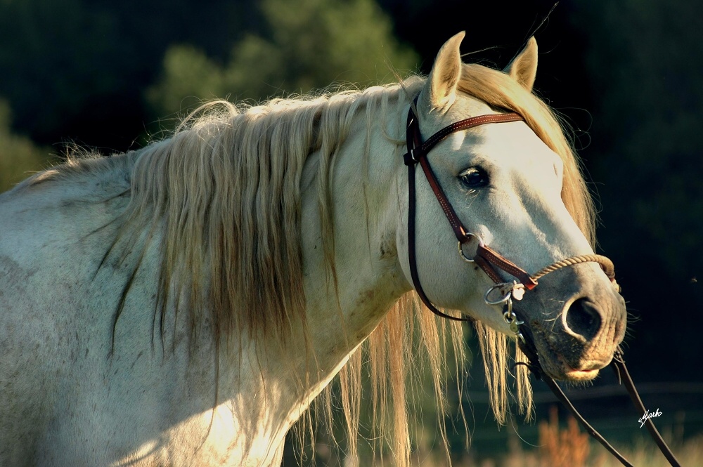 Camargue horse