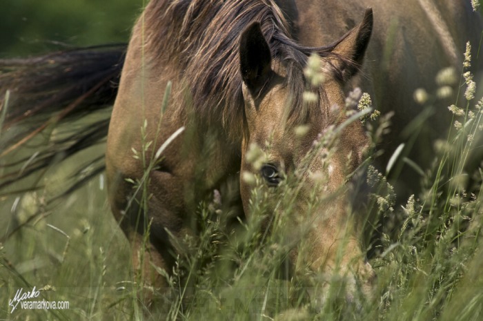 American quarter  horse