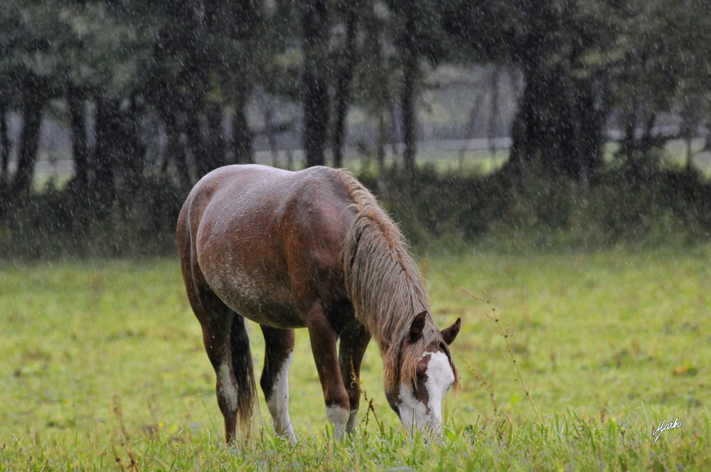 Welsh pony