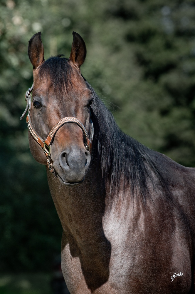 American Quarter Horse