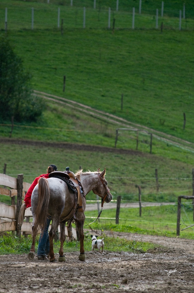 Appaloosa