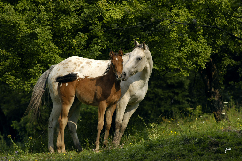 Appaloosa