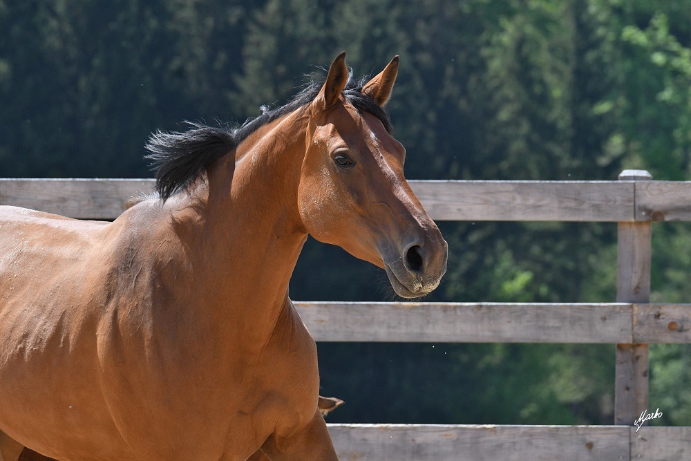 Einsiedler Pferd