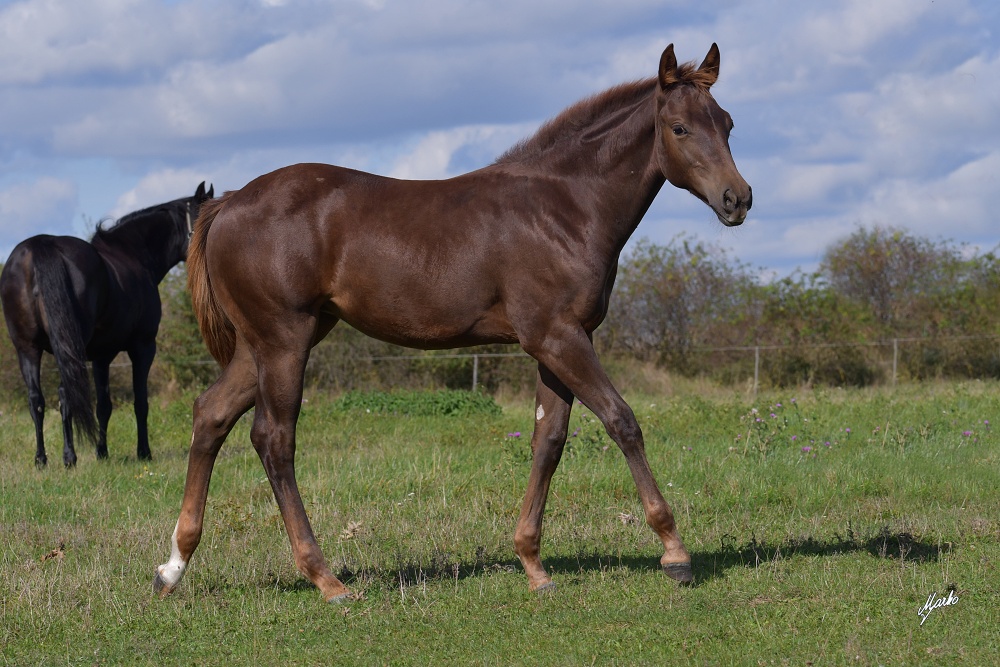 Appaloosa