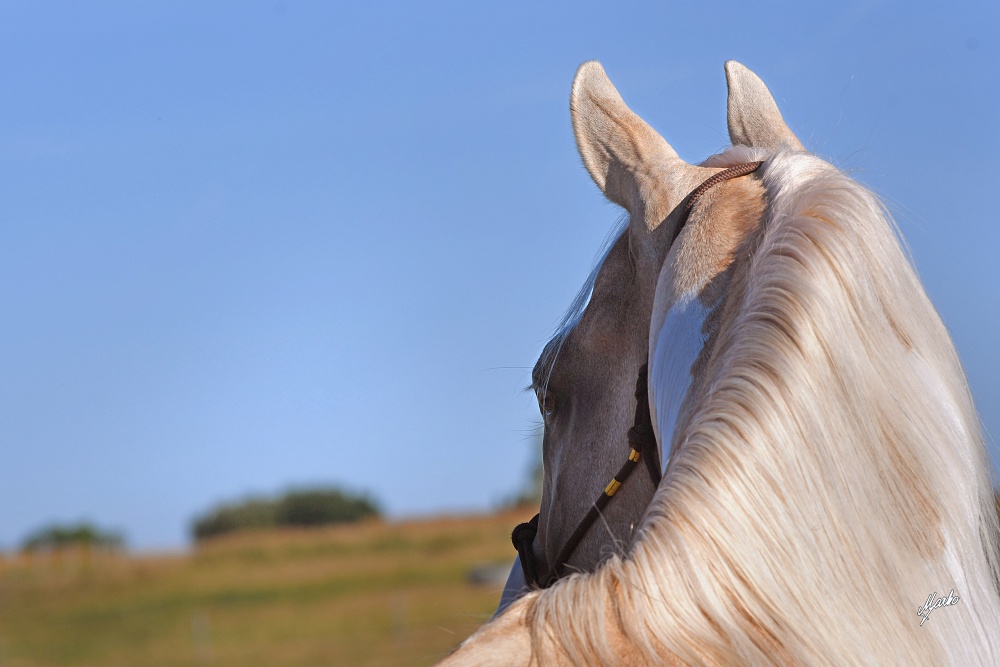 American Paint Horse