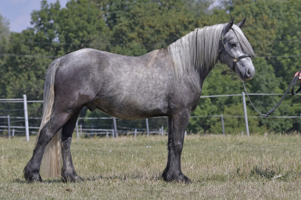 Fell pony