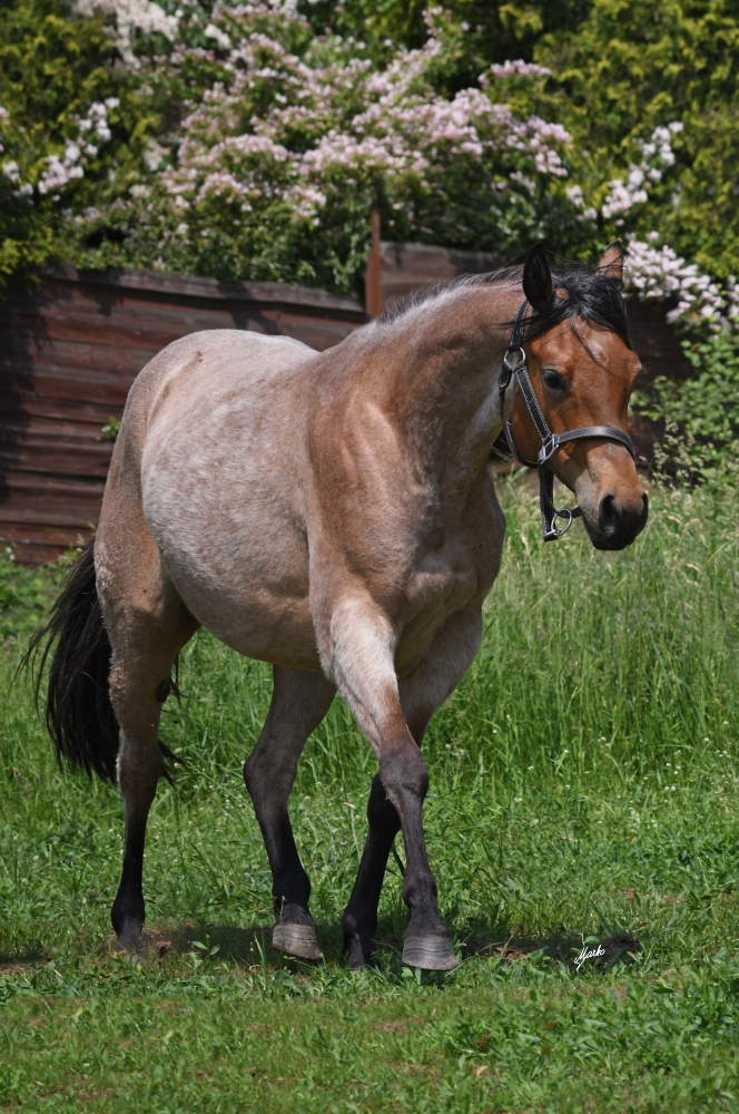 American Quarter Horse