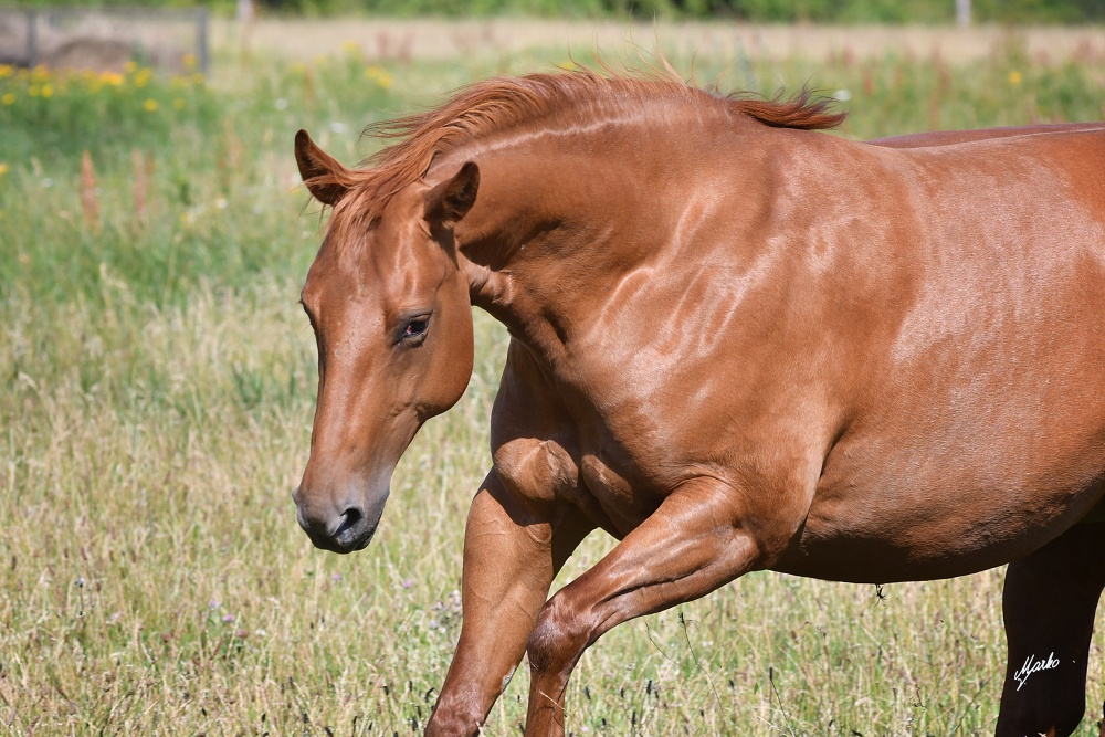 American Quarter Horse