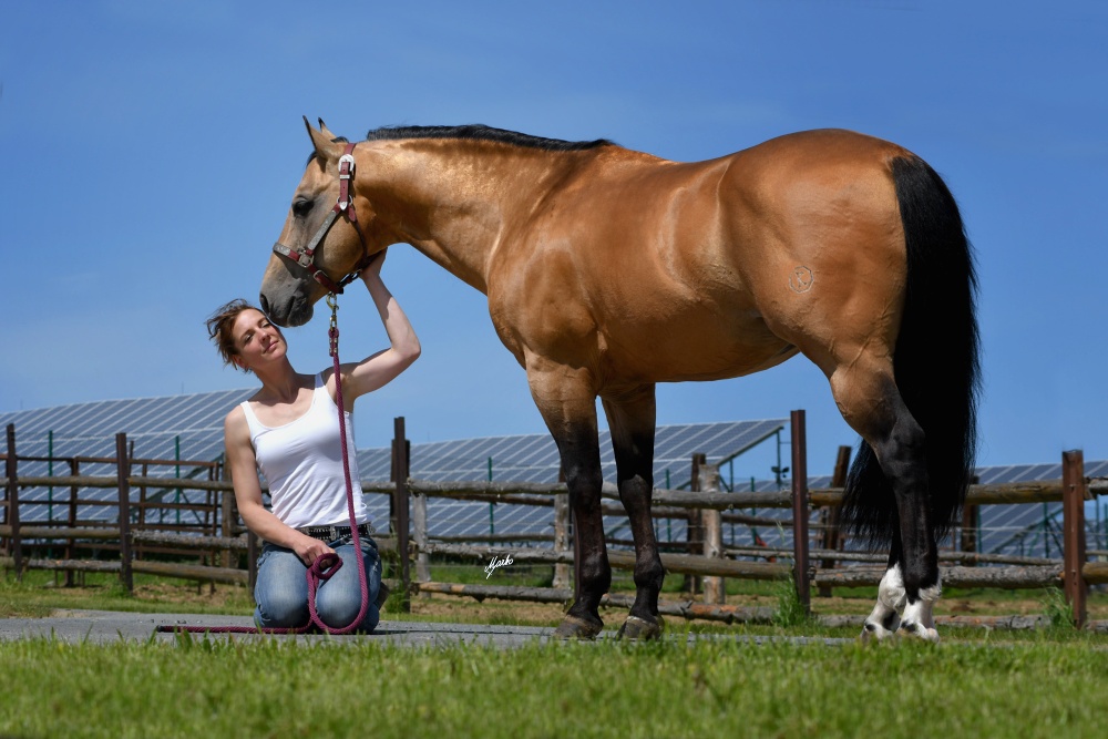 American Quarter Horse
