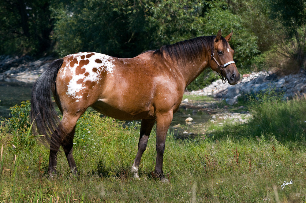 Appaloosa