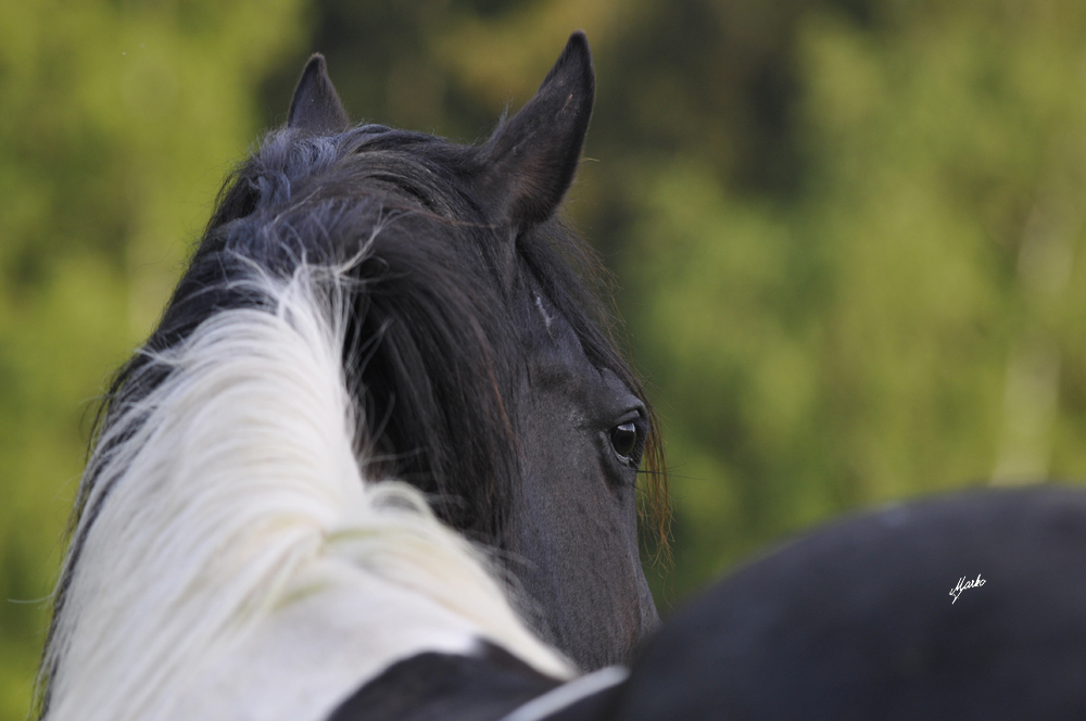 American Paint Horse
