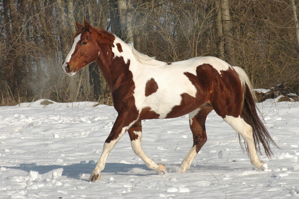 American Paint Horse