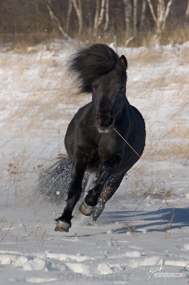 Shetland pony