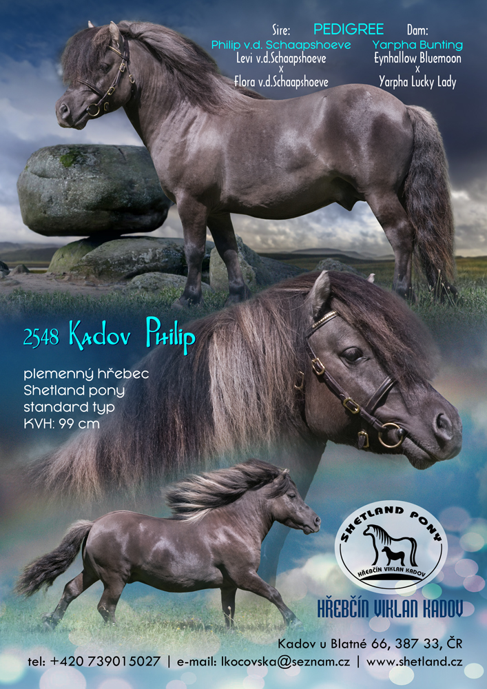 Shetland pony standard typ hřebec 2548 Kadov Philip