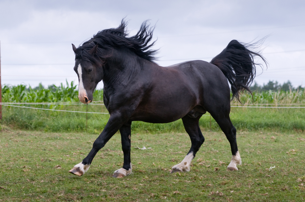 Welsh pony of cob type