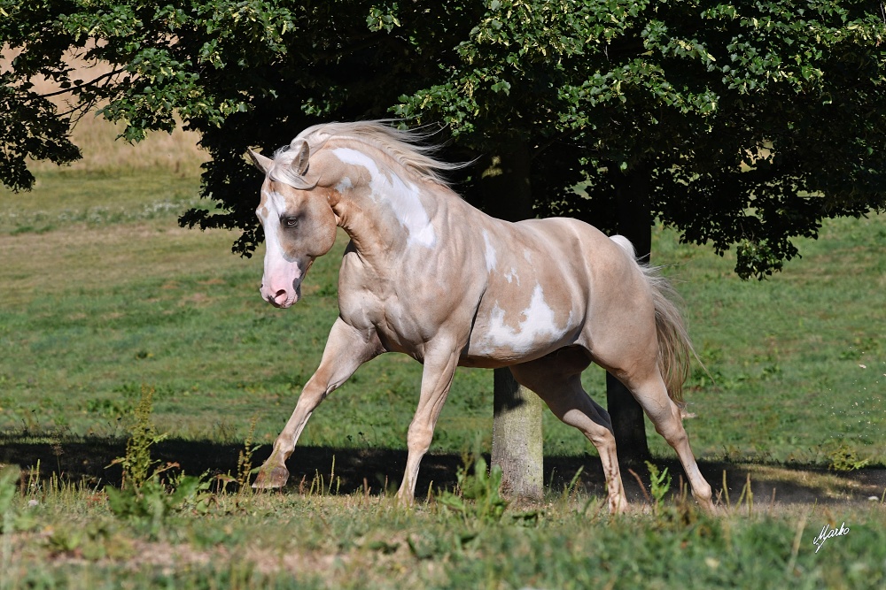 American Paint Horse
