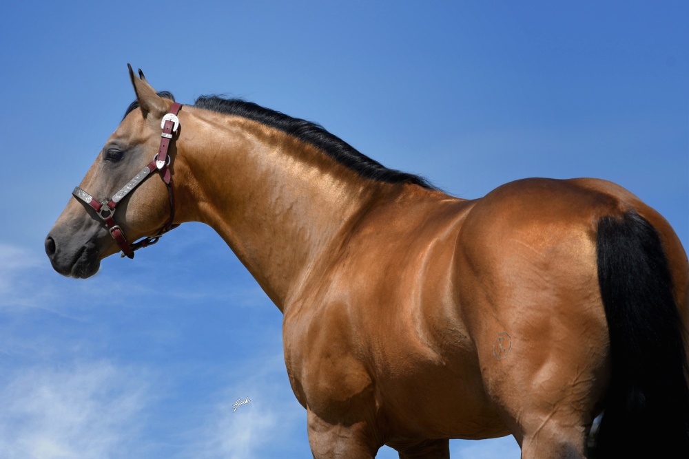 American Quarter Horse