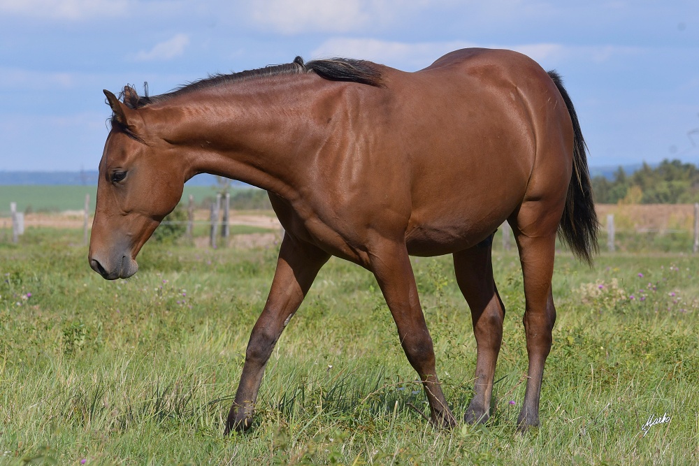 American Quarter Horse