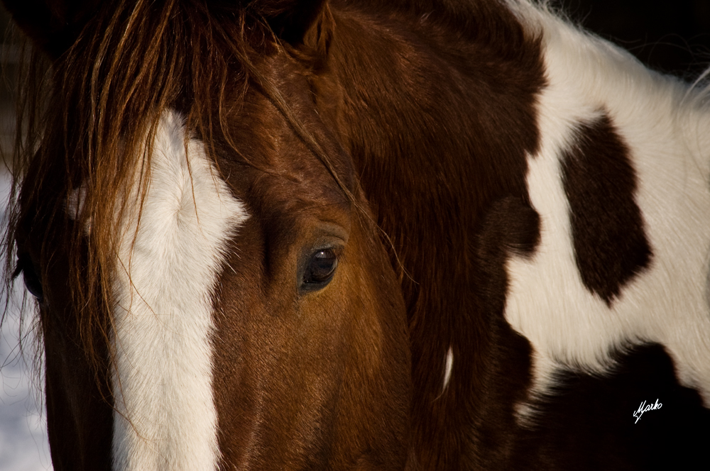 American Paint Horse