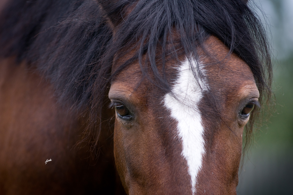 Welsh mountain pony