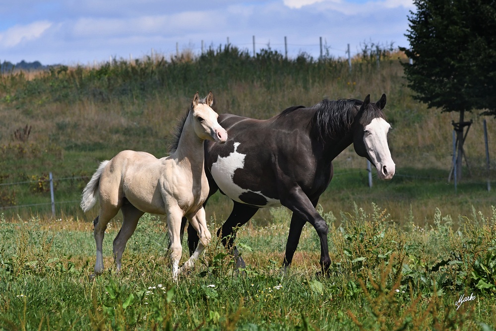 American Paint Horse