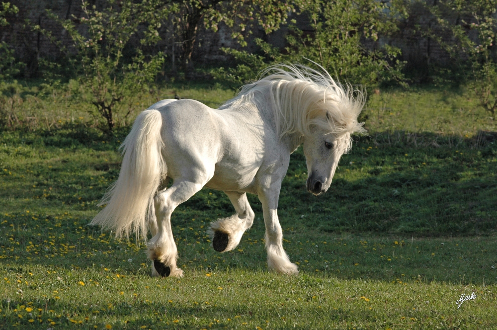 Fell pony