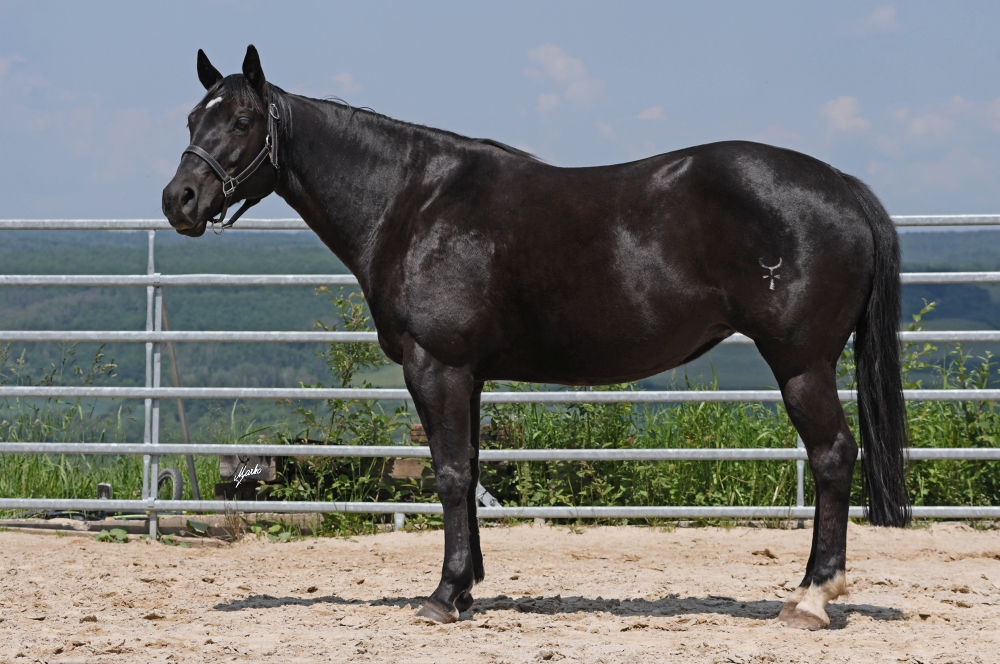 American Quarter Horse