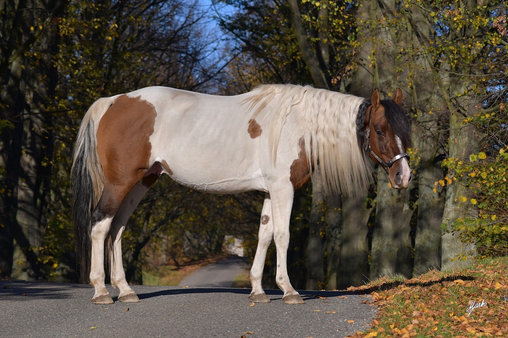 American Paint Horse