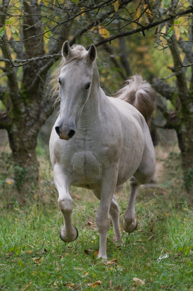 Shagya arab