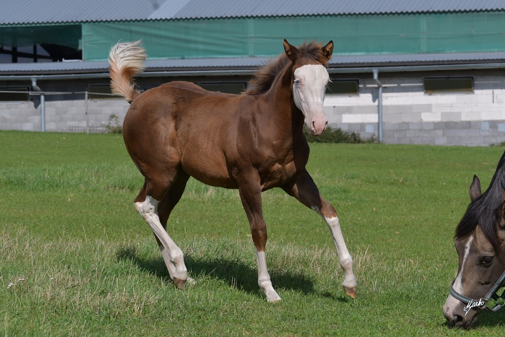 American Paint Horse
