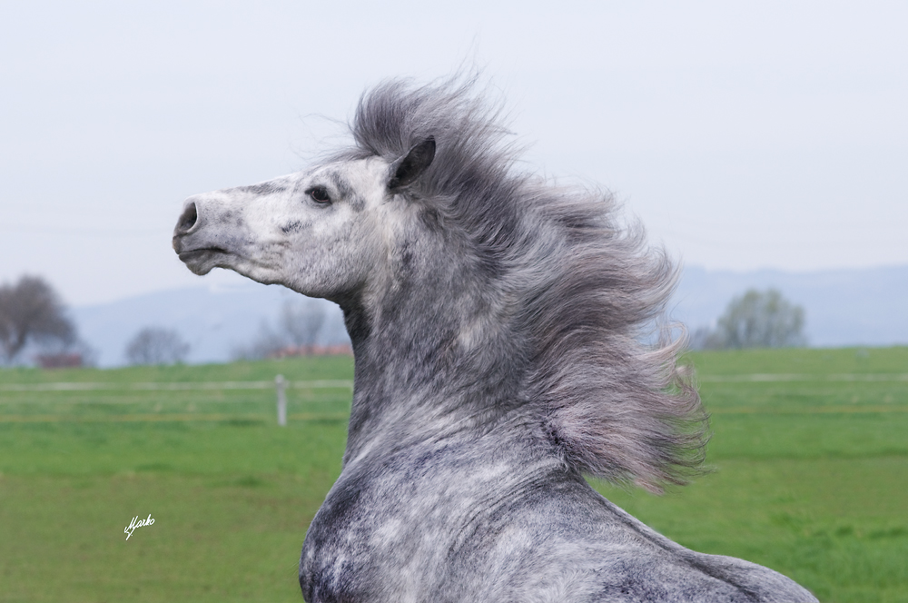 Fell pony