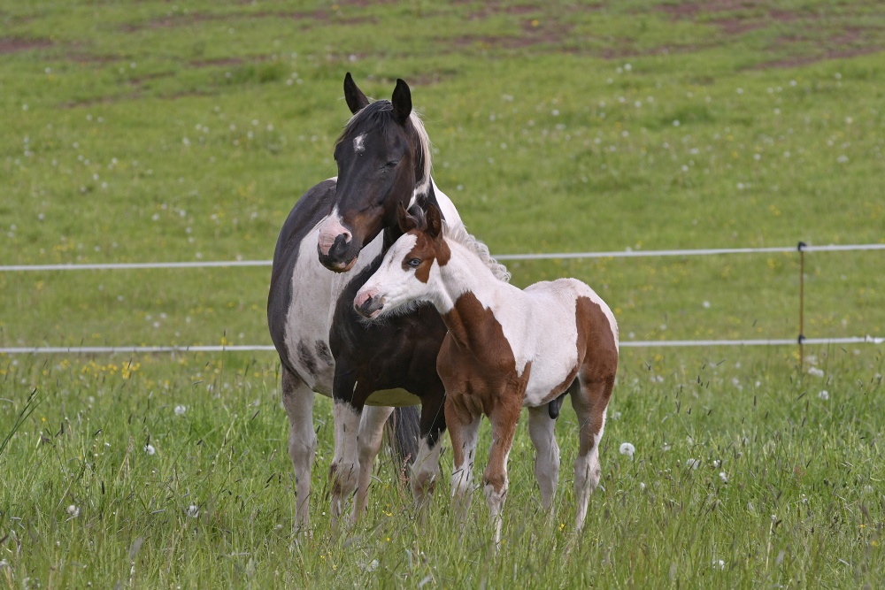 American Paint Horse