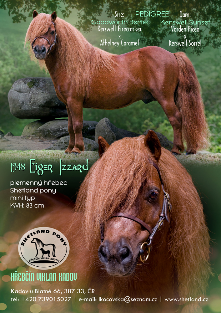 Shetland pony mini typ hřebec 1948 Eiger Izzard