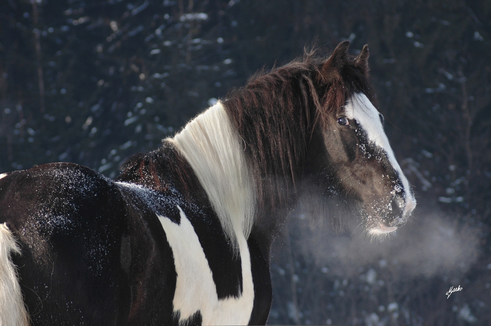 irish cob