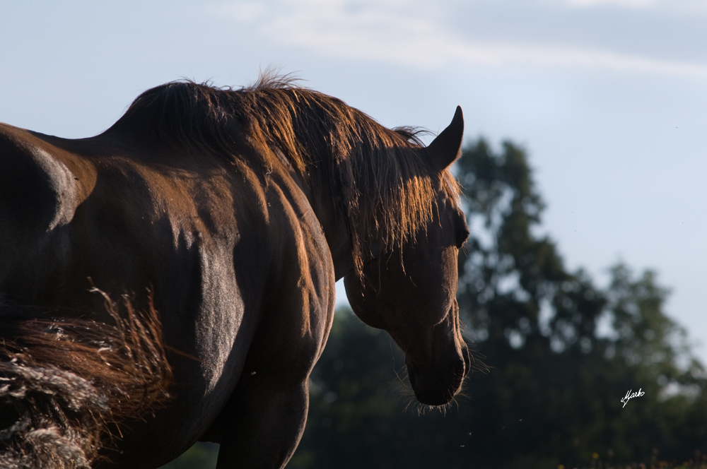 American Quarter Horse