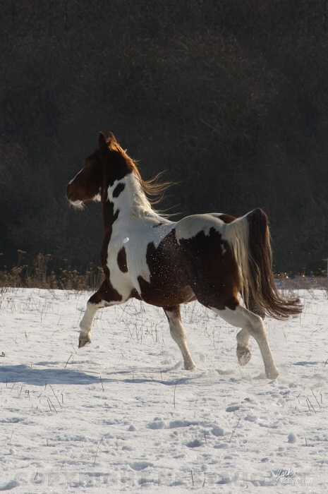 American paint horse