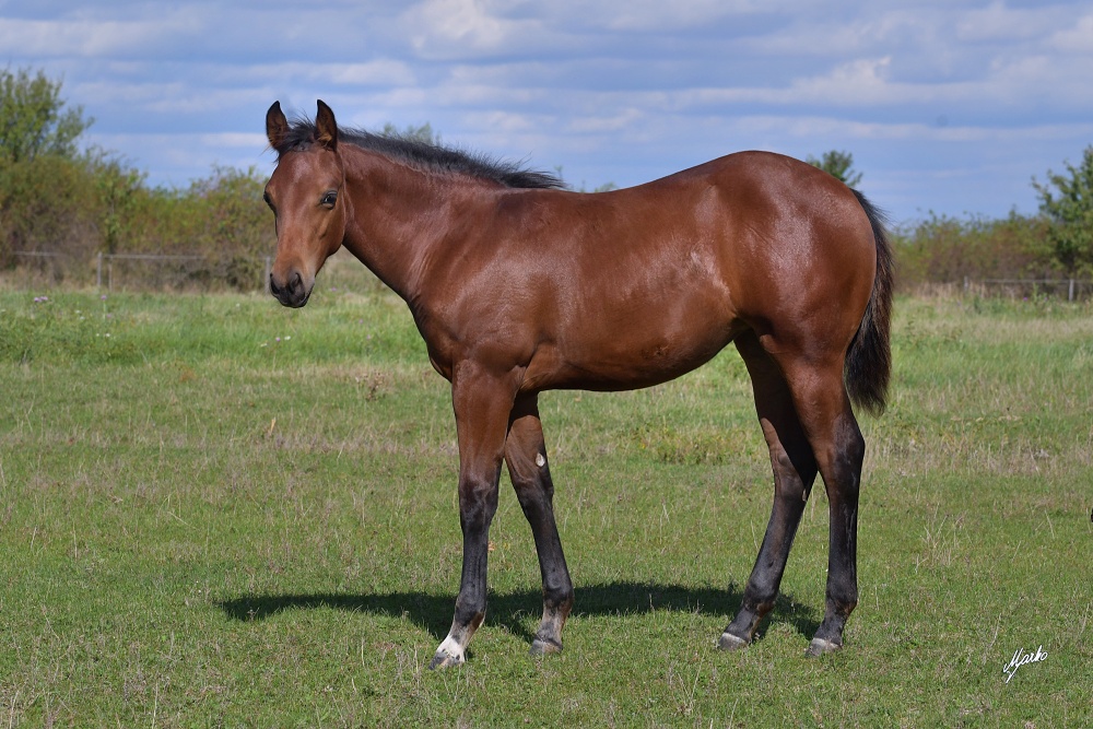 American Quarter Horse