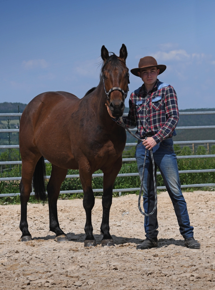 American Quarter Horse