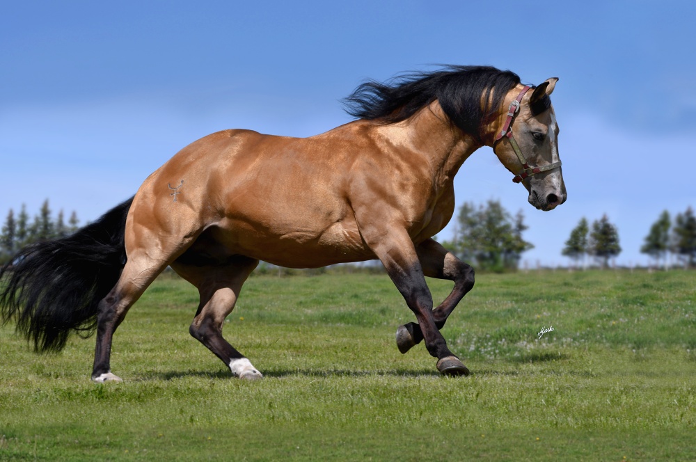 American Quarter Horse