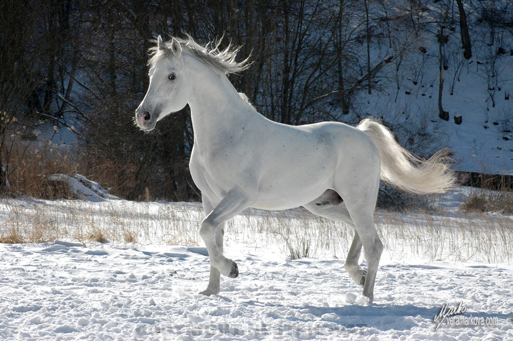 Shagya arab