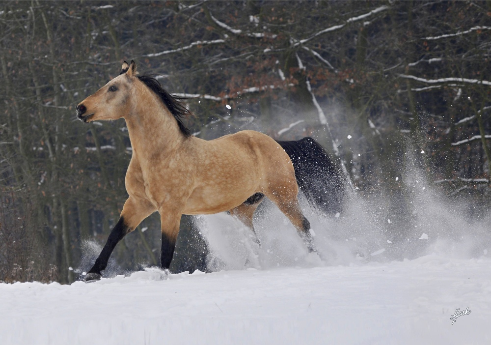 American Quarter Horse