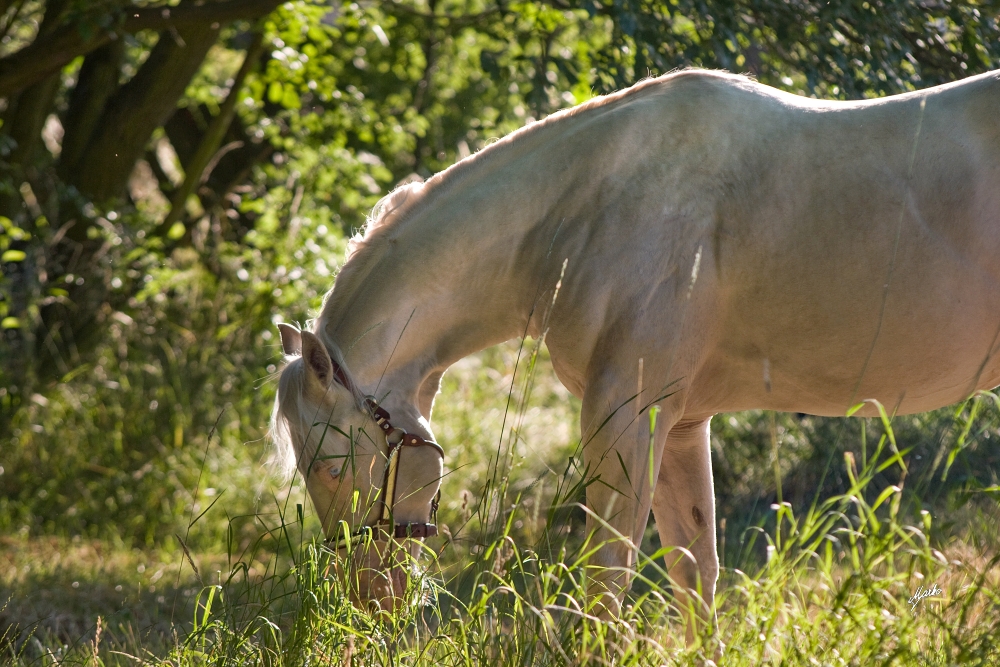 American Quarter Horse