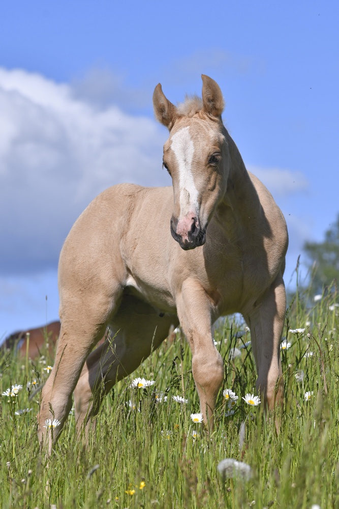 American Quarter Horse