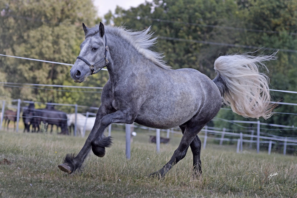 Fell pony
