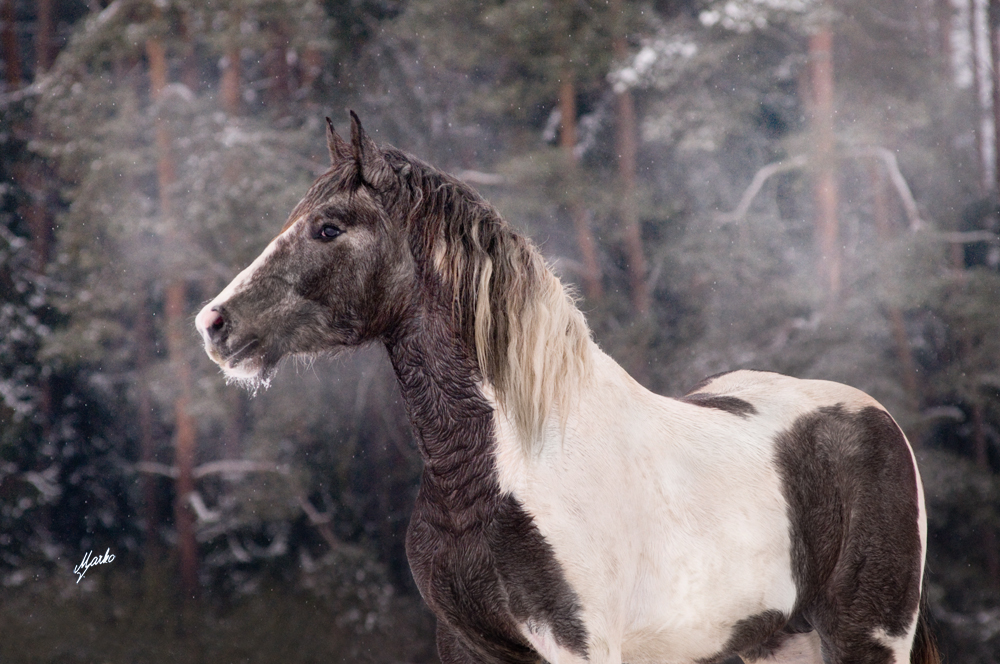 Irish Cob Crossbred