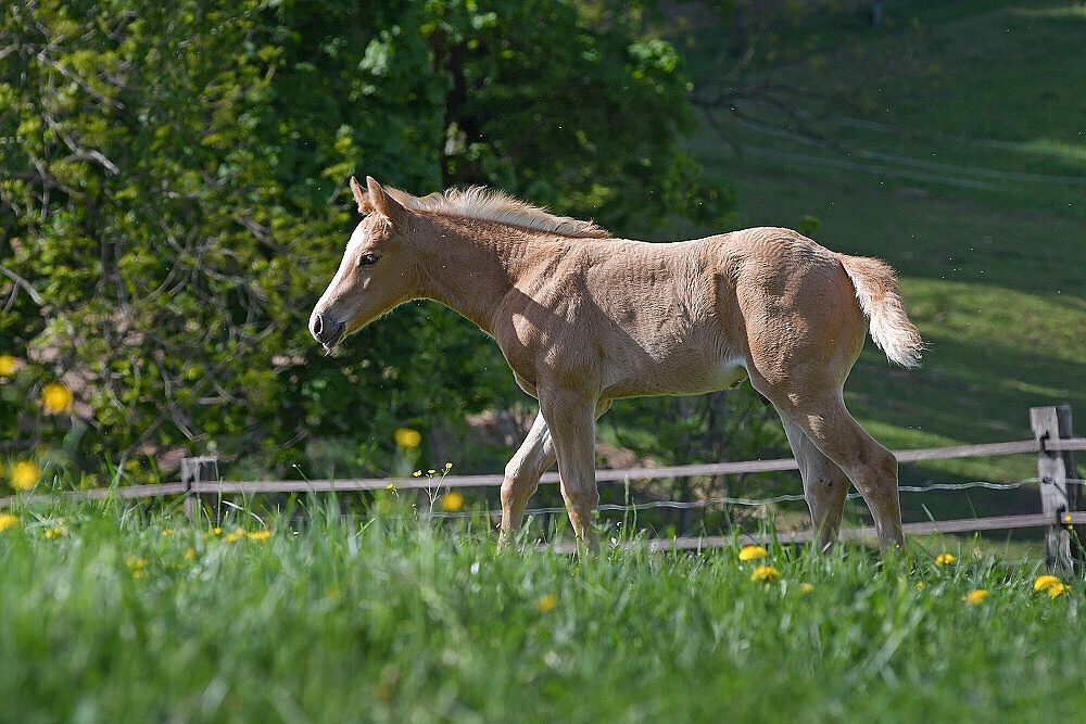 American Quarter Horse