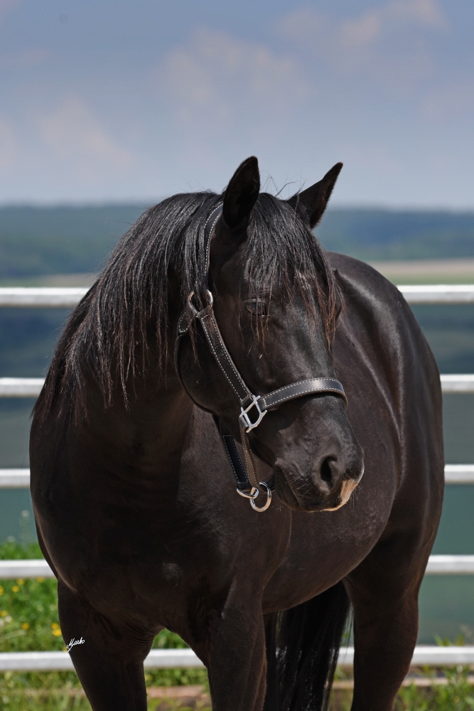 American Quarter Horse