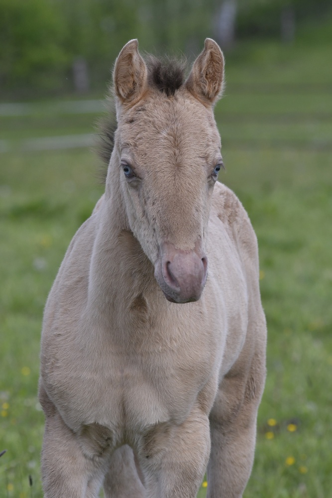 American Quarter Horse