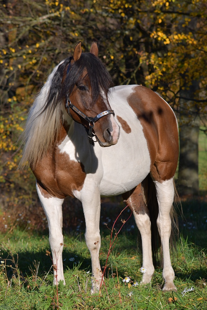 American Paint Horse